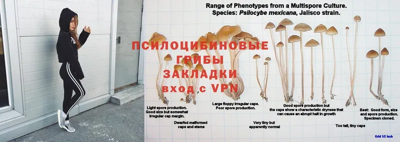 Галлюциногенные грибы MAGIC MUSHROOMS  закладка  blacksprut ссылки  Кедровый 